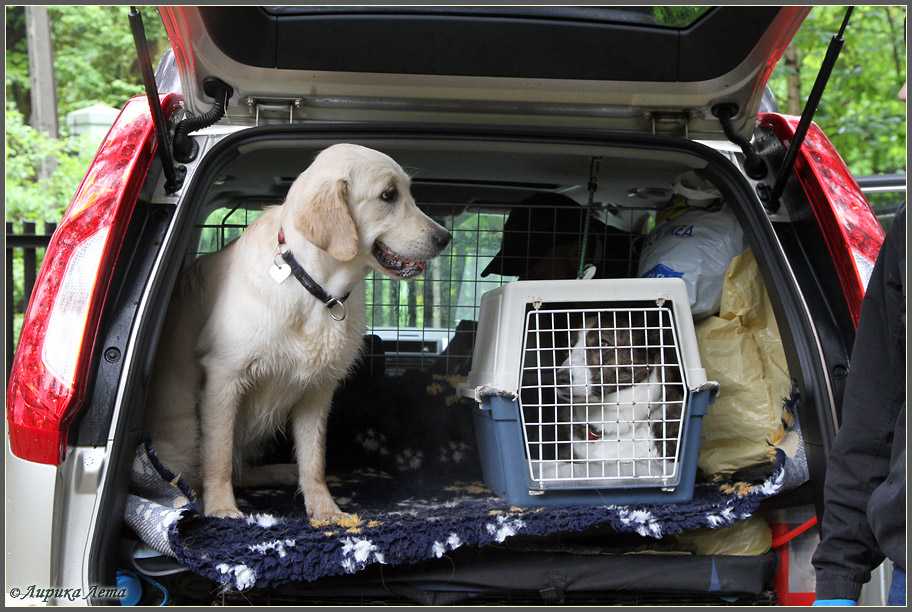 Как перевозить собаку в машине — этапы приучения и распространенные ошибки ⋆ собакапедия