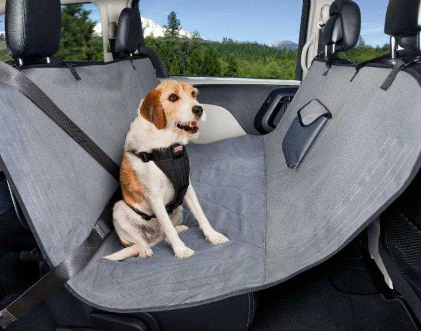 Как по закону перевозить собаку в автомобиле: защита для машины и животного