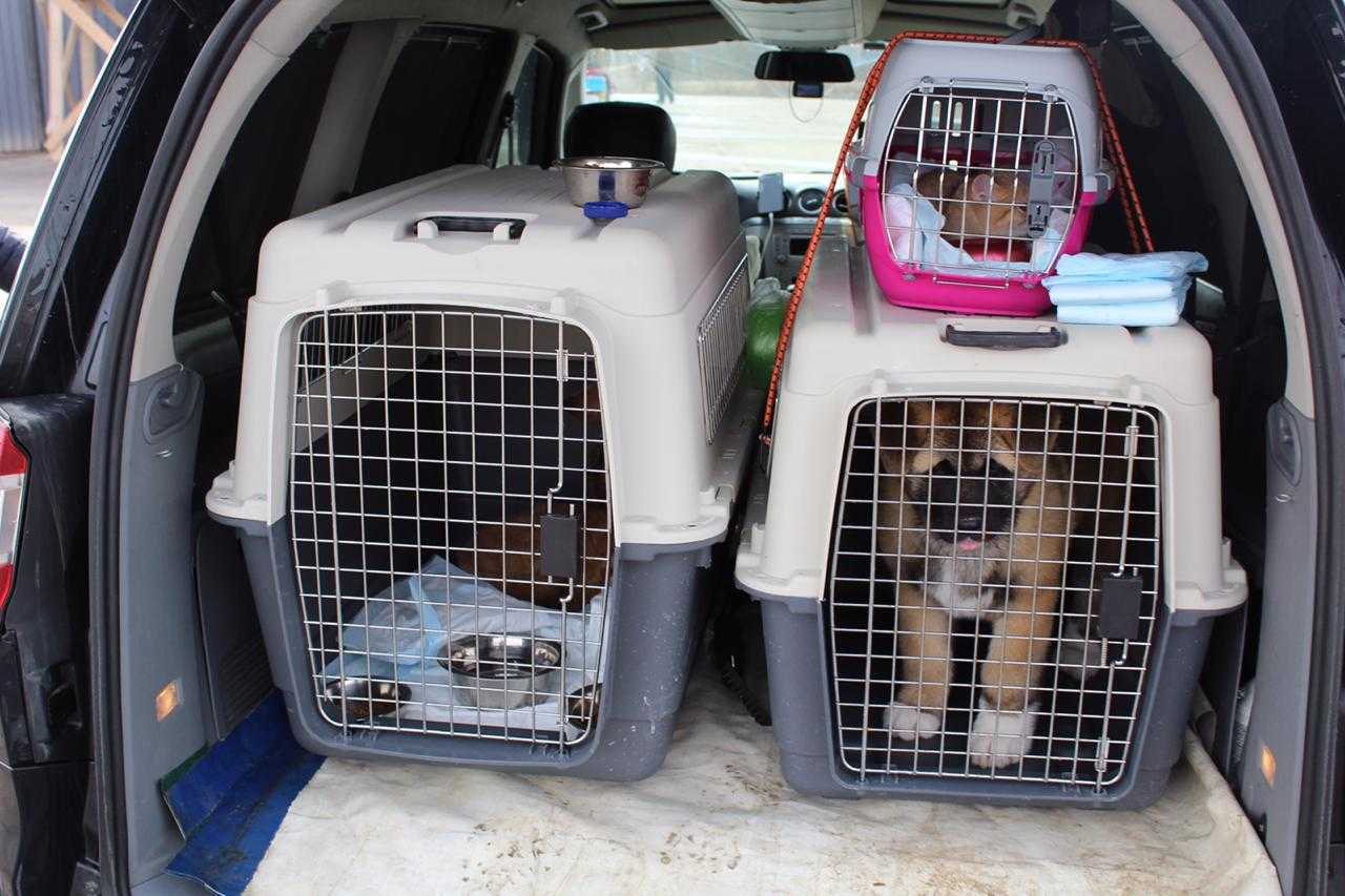Чтобы не было стрессов: как правильно перевозить собак в машине