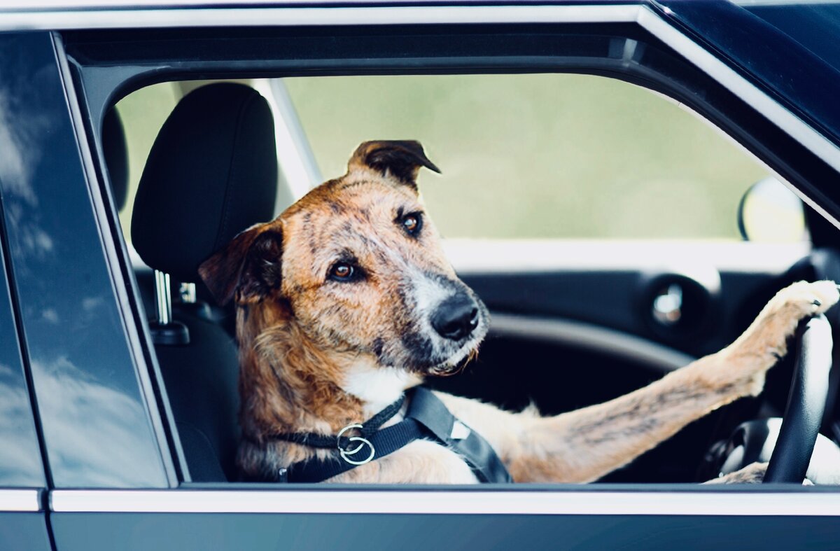 Вывоз собаки за границу: правила перевозки в самолете и на машине, необходимые документы для перевозки животного