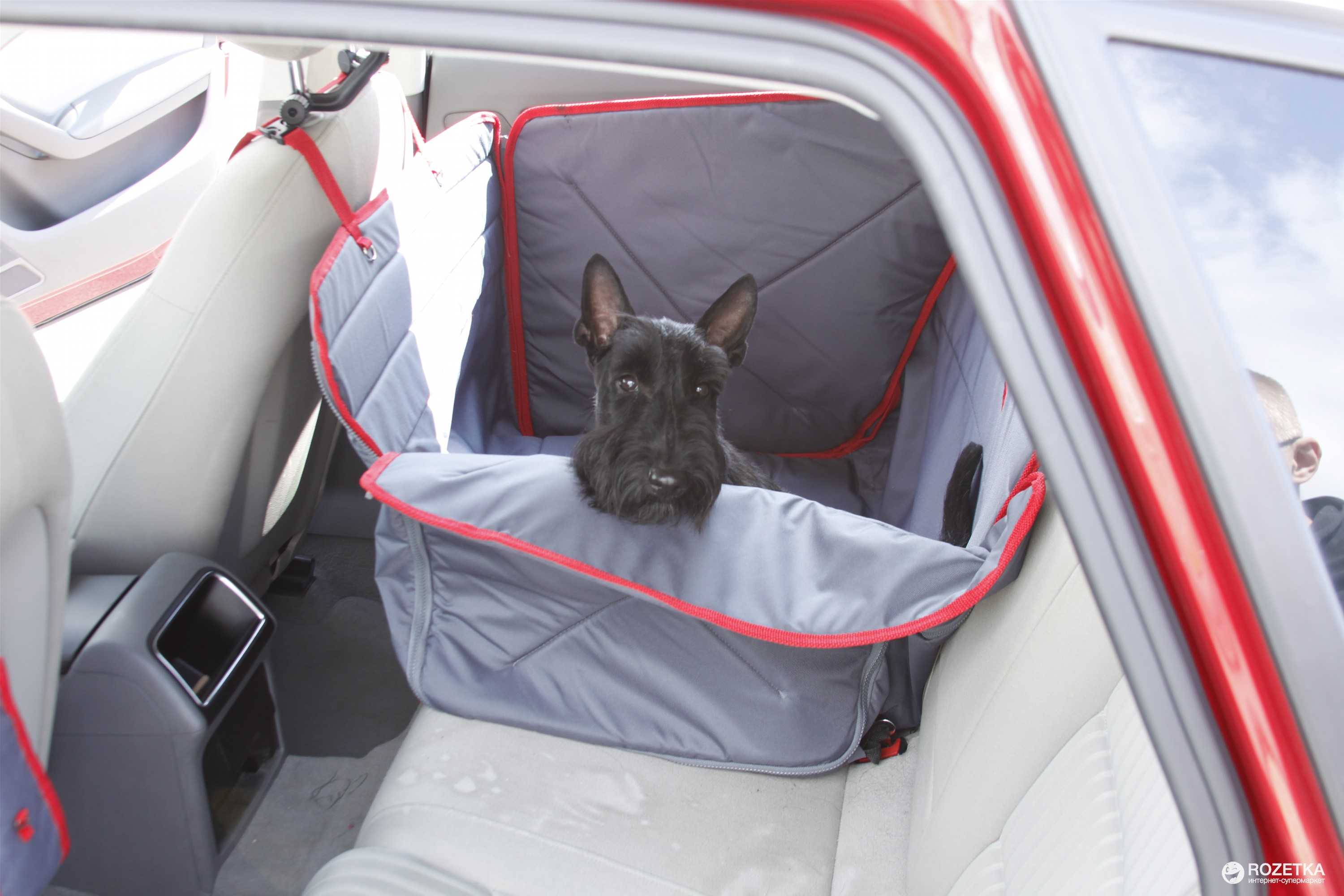 Правила перевозки животных в автомобиле! что нужно знать?