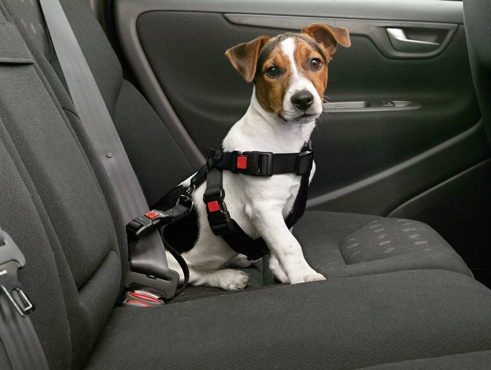 Правила перевозки животных в автомобиле - виды фиксации и правила безопасного путешествия